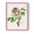 Rose sélectionné