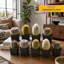 9 Live Cactus Plant in Pot Set