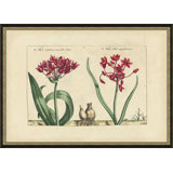 Moly Latifolium Painting