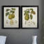 Vintage Pears III - ensemble de 2 impressions sur toile encadrées-175020758-175020759