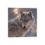 Loup solitaire, carré-35538772-72414872