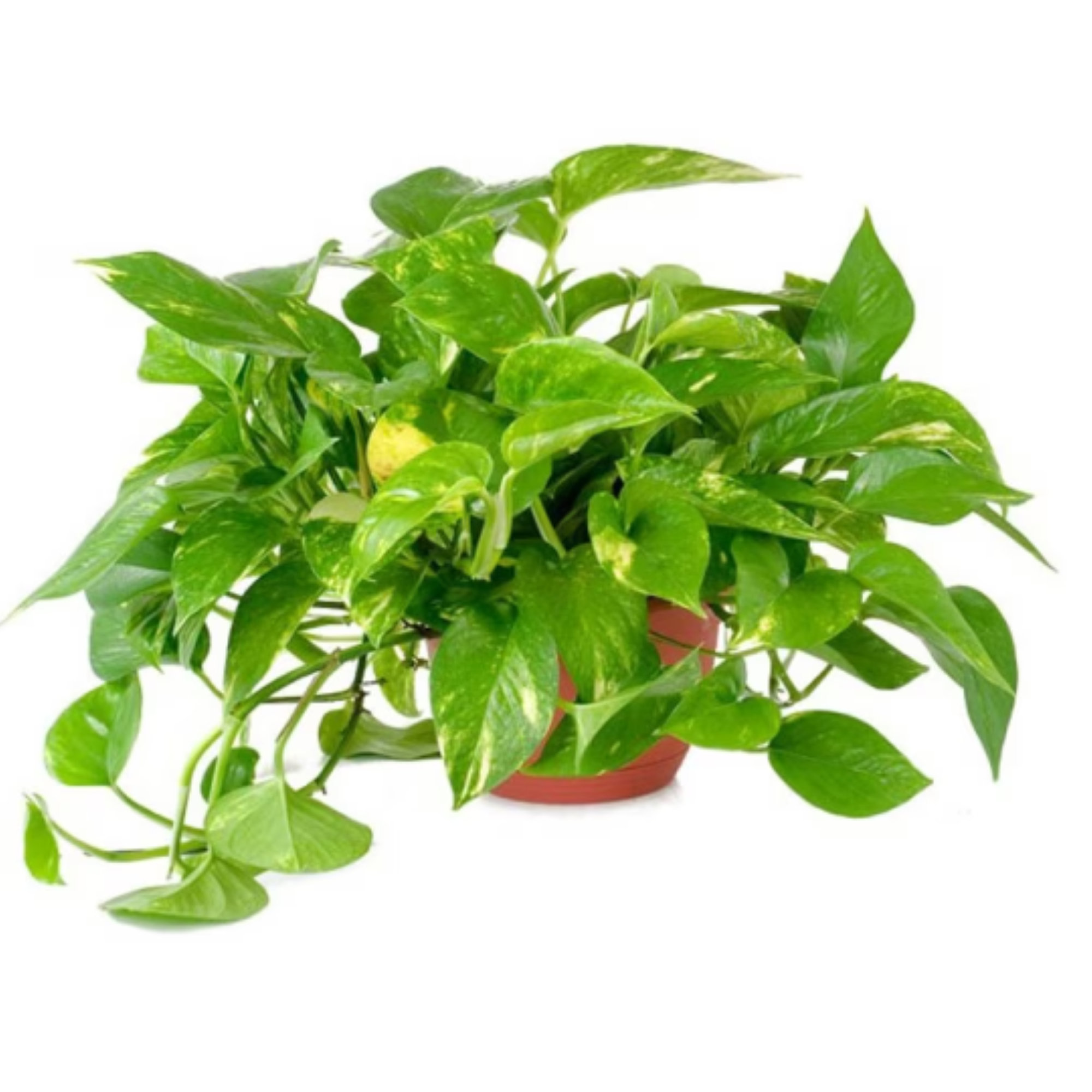 American Plant Exchange Golden Pothos, 6-Inch Pot, Live Easy Care Plant