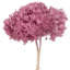 Natural Botanicals 15" Hydrangea with Multiple Branch Segments, Preserved-616070911
