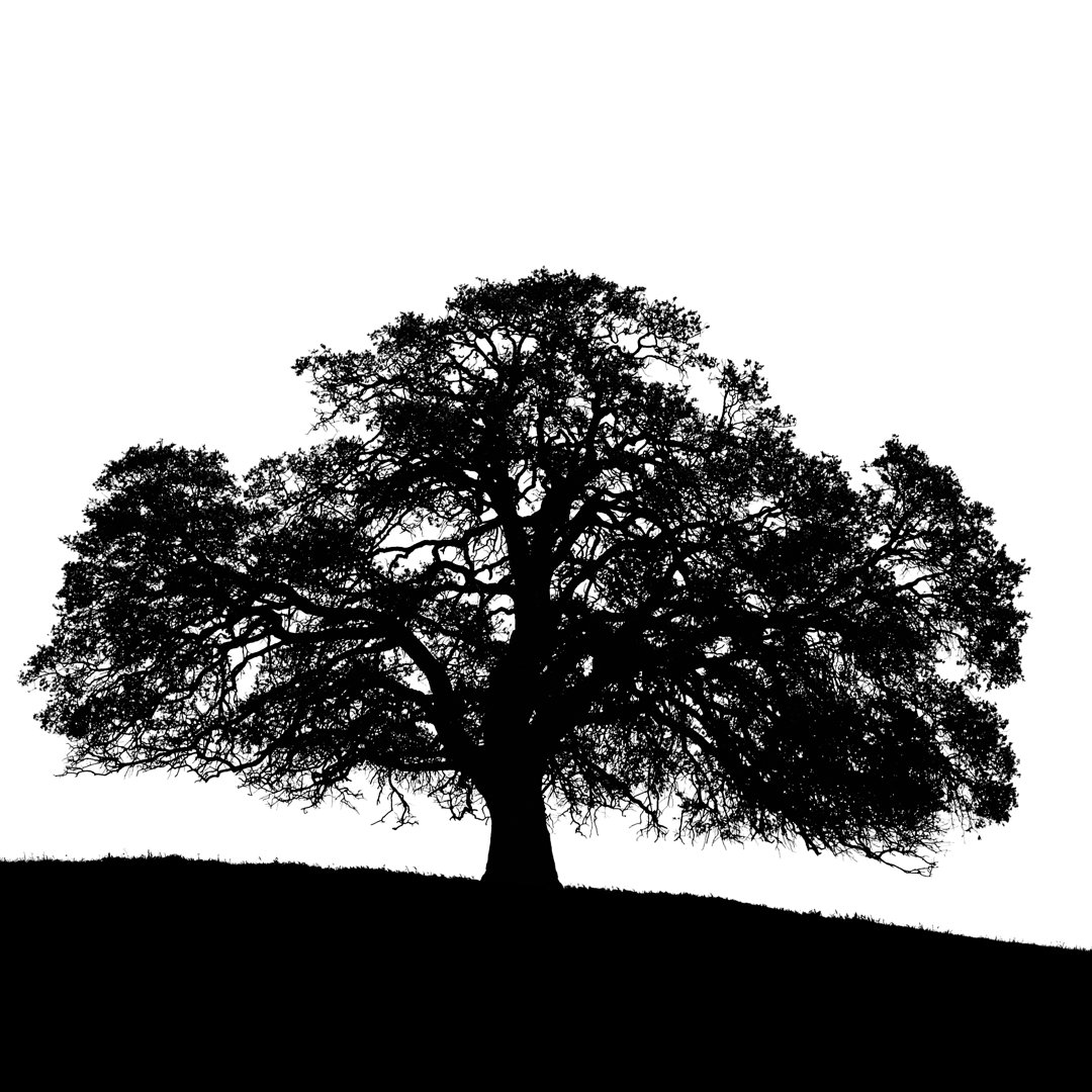 California Black Oak Tree - Kunstdrucke auf Leinwand