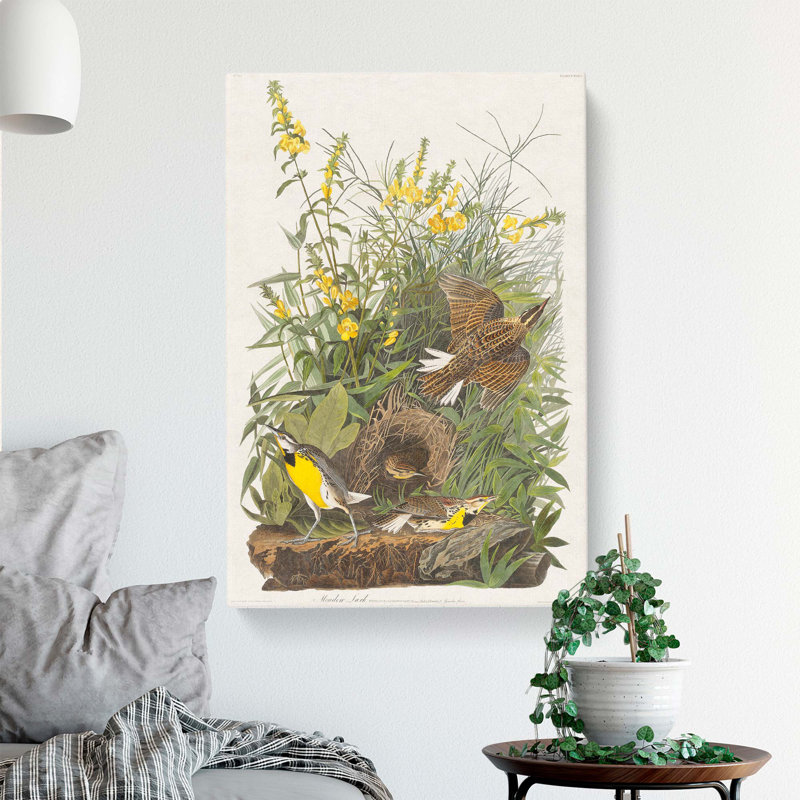 Meadow Larks by John Audubon - Wrapped Canvas Painting, 76cm H x 50cm W x 3cm D