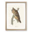 Long-Eared Owl by John Audubon - Picture Frame Painting Print-55580589-55580592