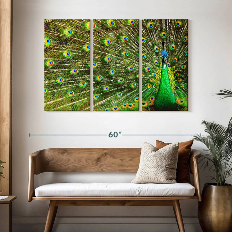 Brampt Showing Off Peacock Feathers, 32" H x 50" W