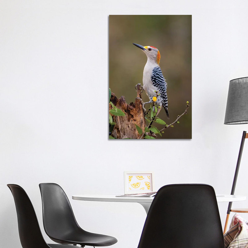Golden-Fronted Woodpecker (Melanerpes Aurifrons) Foraging. by Larry Ditto - Wrapped Canvas Print