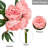 Peony Bundle Arrangement - 5pcs-772012307