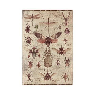 Mkb148-Insectes rétro