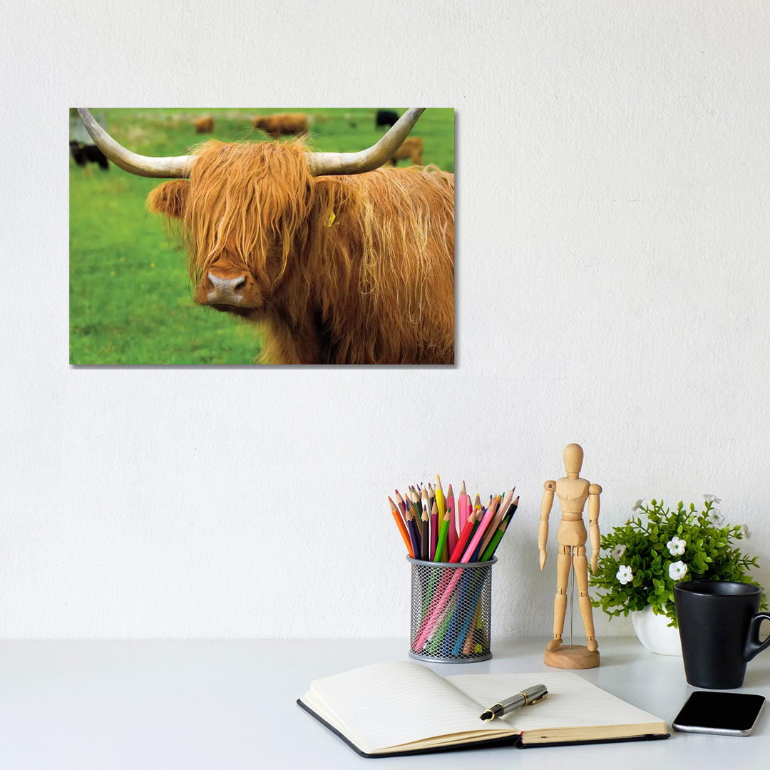 Scottish Highland Cattle I by Alan Majchrowicz - Wrapped Canvas Gallery-Wrapped Canvas Giclée