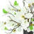 Magnolias Arranged in a Ceramic Pot