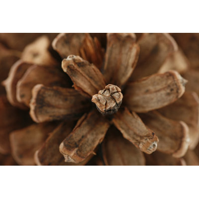 Pine Cone by Duckycards