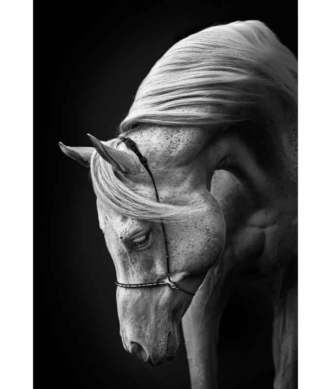 stallion, 91.44 cm H x 60.96 cm W