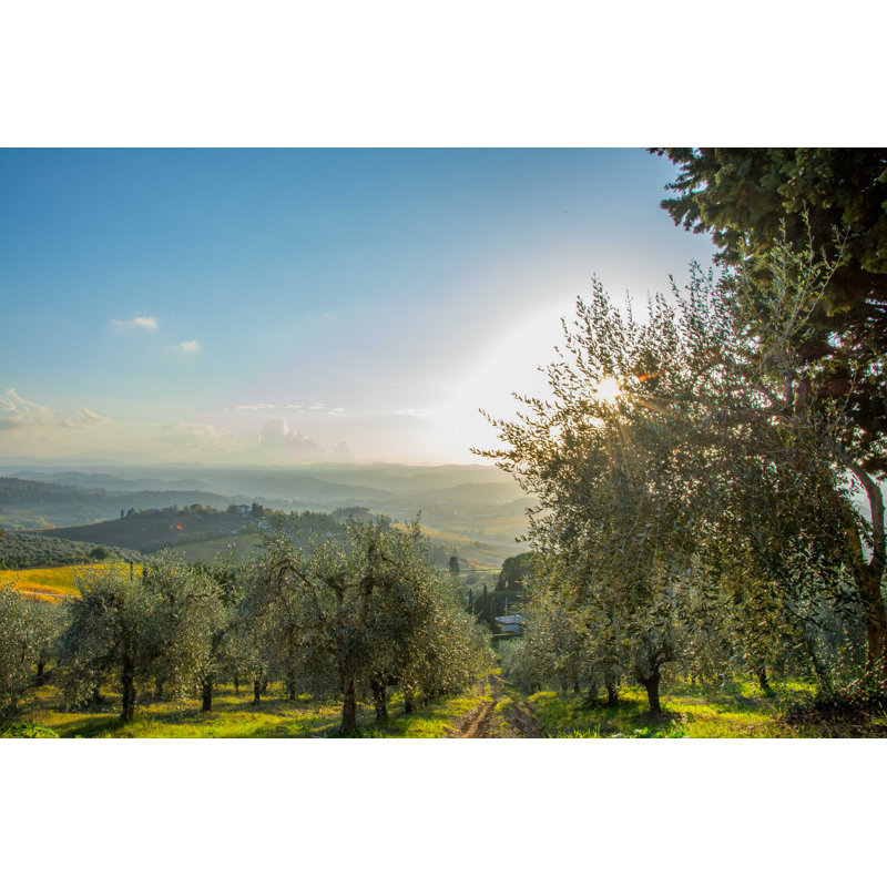 Olive Trees - Photographie sur toile tendue, H 12 po x l 18 po