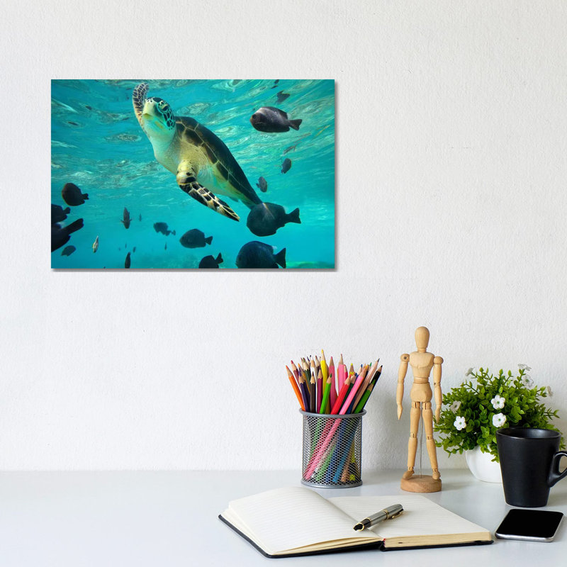 Green Sea Turtle, Balicasag Island, Philippines III by Tim Fitzharris - Wrapped Canvas Print, 20.32 cm H x 30.48 cm W