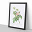 Apple Rose In Pink by Pierre-Joseph Redoute - Single Picture Frame Painting-55544905-55544911