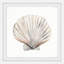 Aditi Classic Shell, reproduction encadrée-1062478611