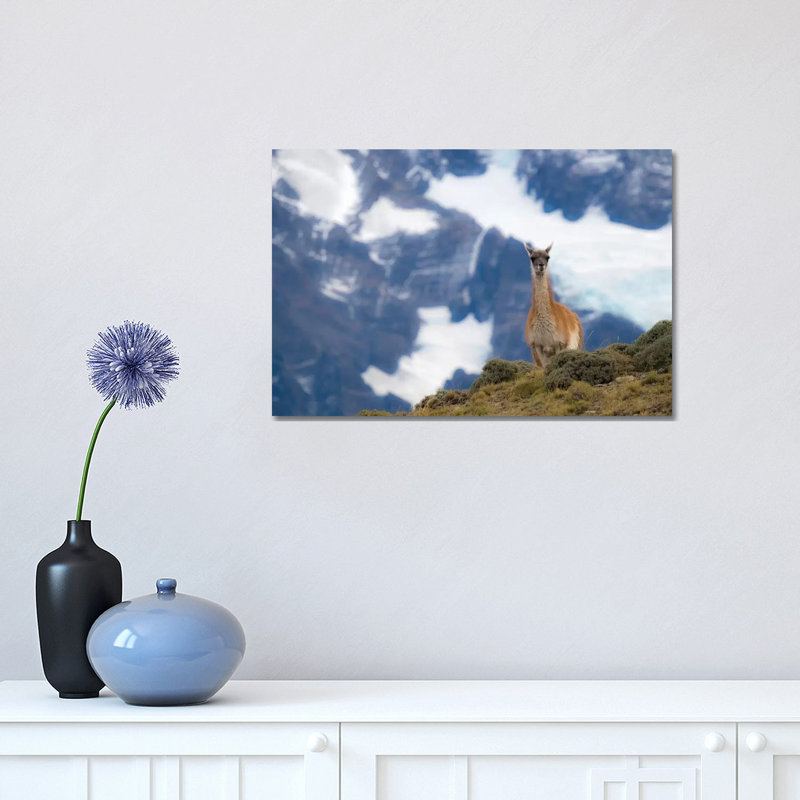 Chile, Guanaco by George Theodore - Wrapped Canvas Print, 30.48 cm H x 45.72 cm W