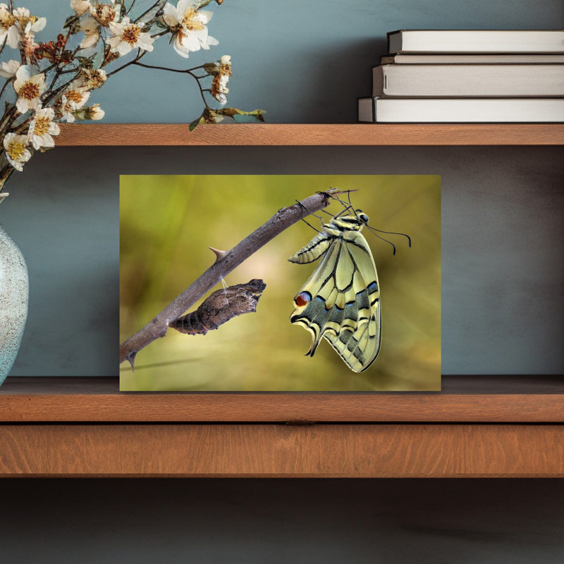 Butterfly Metamorphosis Delicate Contemporary Butterfly Nature Wildlife Wall Art Print 1 Piece Wrapped Canvas Wall Art