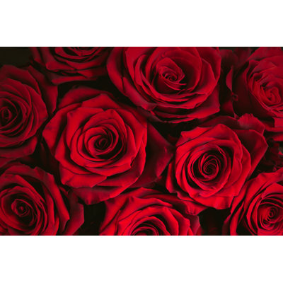 " Bouquet Of Red Roses "