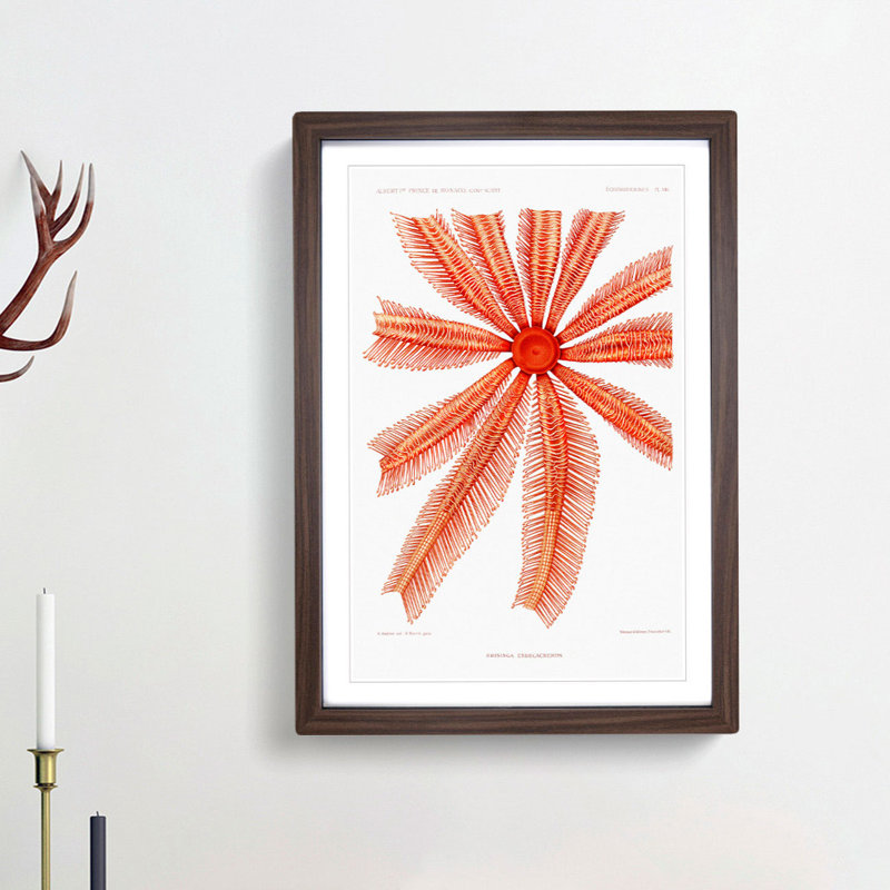 Starfish by Albert I - Framed Print, Walnut Framed, 48cm H x 36cm W x 2cm D
