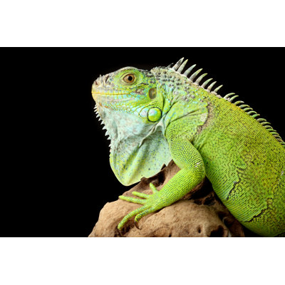 Iguane vert par Tunart