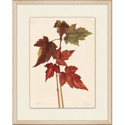 Feuilles d'érable 1 - Peinture encadrée sur papier