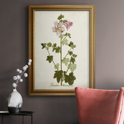 " Antique Herb Botanical V Premium "