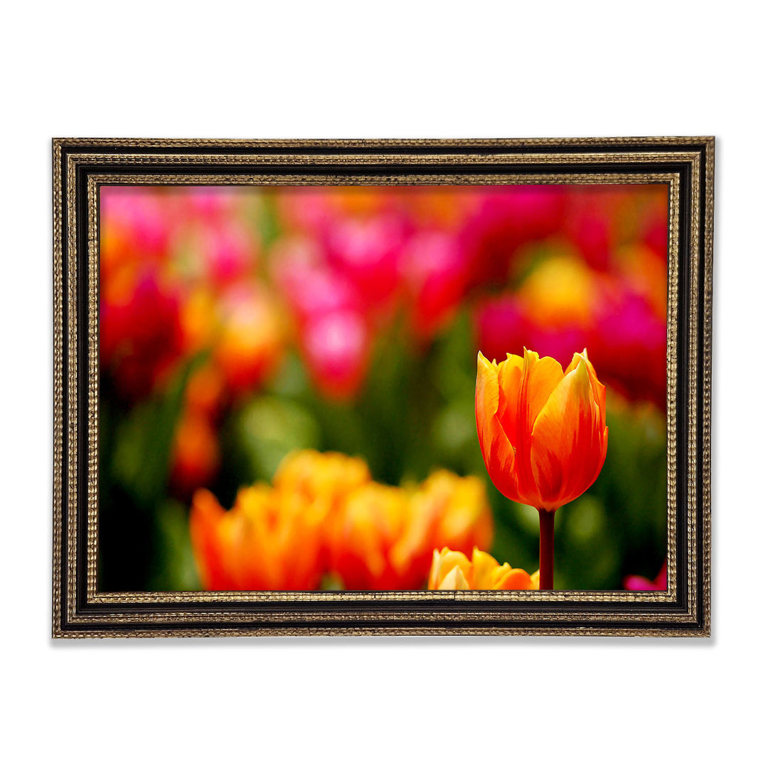 Orangefarbene Tulpen in Blüte - Druck