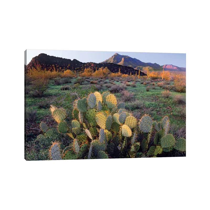 Beavertail Cactus With Picacho Mountain In The Background, Pichaco Peak State Park, Arizona by Tim Fitzharris - Wrapped Canvas Print
