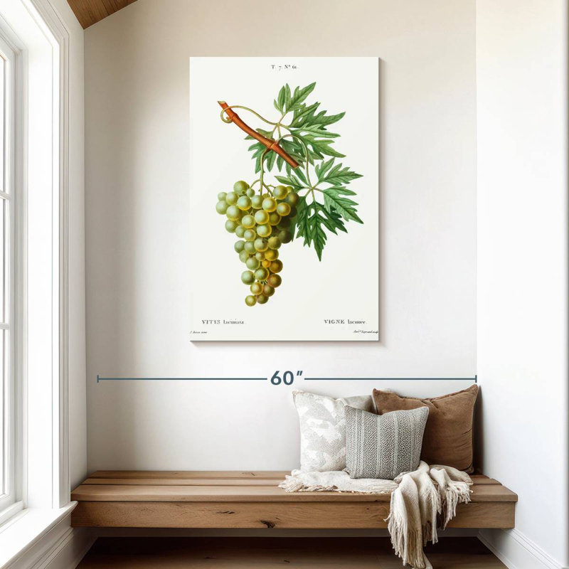Yarlin Grape Vine - Vitis Laciniata, 45" H x 30" W
