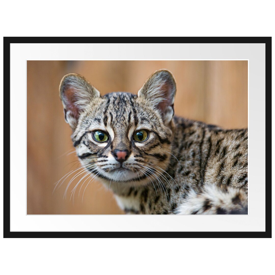 Gerahmtes Poster Kleine Bengalkatze