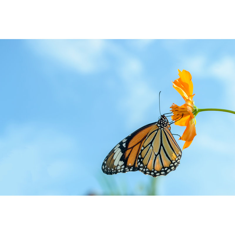 Lyudmil Monarch Butterfly by Aon_skynotlimit - Wrapped Canvas Print, 30cm H x 46cm W x 3.8cm D