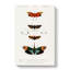 Moth Illustrations PL. 5 by Charles D Orbigny - Wrapped Canvas-55362331