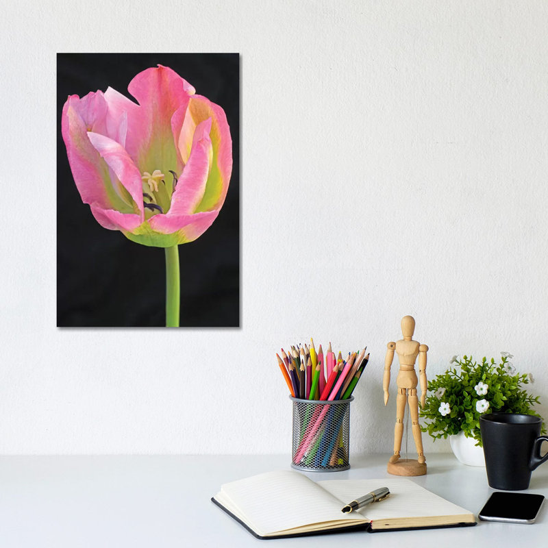 Pastel Tulip by Brian Wolf - Wrapped Canvas Print, 30.48cm H x 20.32cm W x 1.91cm D