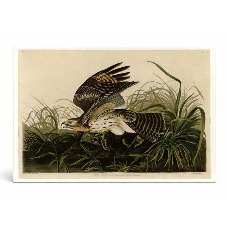 Winter Hawk, Plate CCLVI (1838) - Paysage, art mural sur toile, 14" W x 11" H