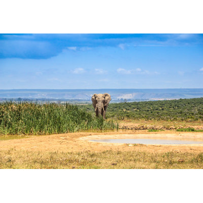 Elephant Near Pond by Ivotheeditors - Wrapped Canvas Print