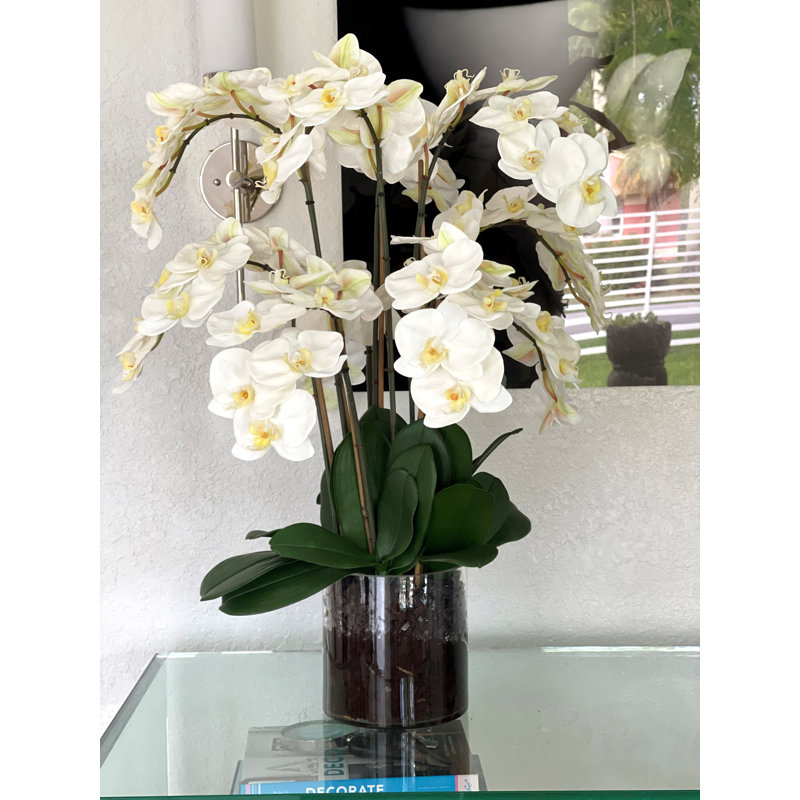 Blooming Orchid in Vase, Green
