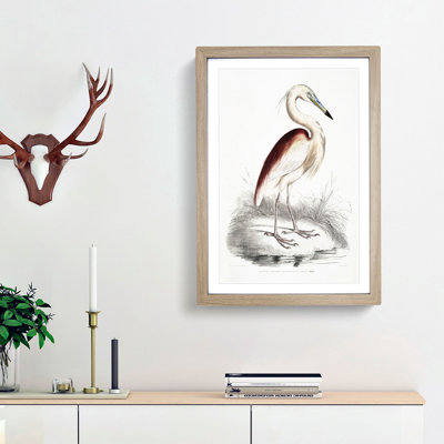 Maroon-Backed Heron by John Edward Gray - Framed Print