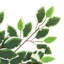 25.59cm Faux Ficus Plant-714720144