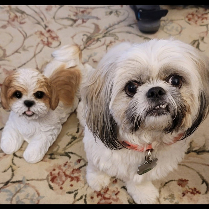 Kenyalogy The Ark Dog Rescue Centre Memorial Frame With Dog Collar