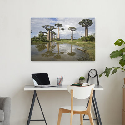 Baobab Trees At The Avenue Of The Baobabs, Morondava, Madagascar Abstract Contemporary Forest Landscape Wall Art