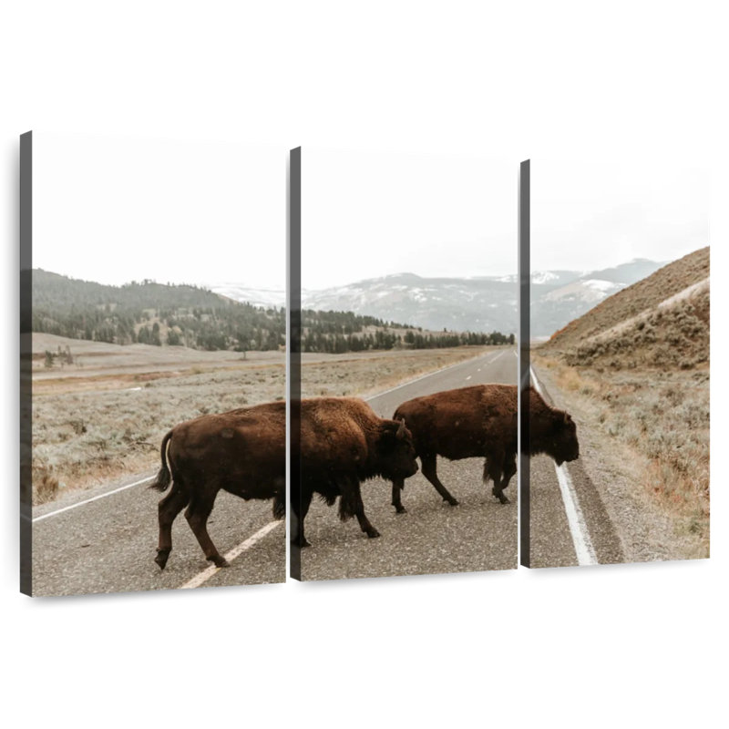 Brampt Bison In Lamar Valley, 48" H x 74" W