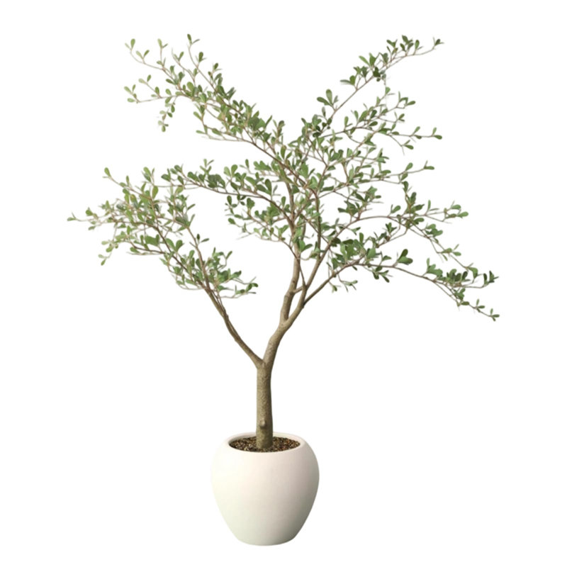 150cm Plant