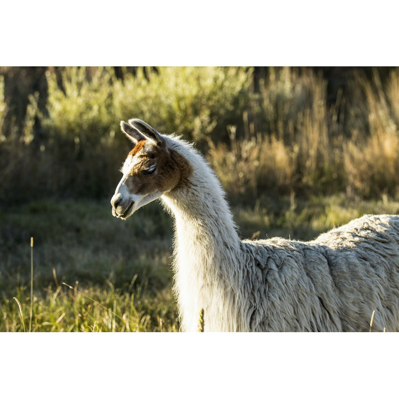 Llama Portrait VI by Tyler Stockton - Wrapped Canvas Print, 81cm H x 122cm W