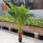 180cm Faux Plant in Nursery Pot