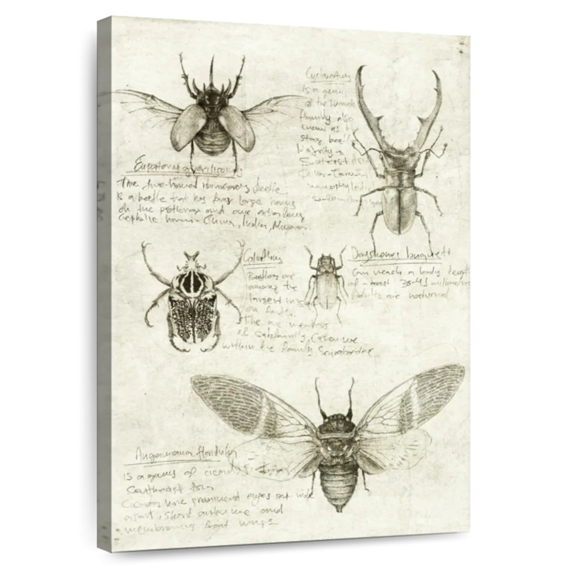 Insect Sketch, 36" H x 24" W