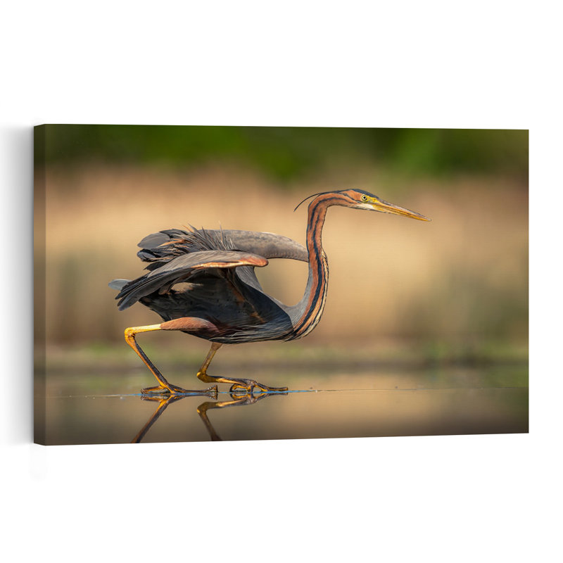 Purple Heron Stalking Contemporary Bird Wall Art Print 1 Piece Wrapped Canvas Wall Art, 30.48cm H x 45.72cm W
