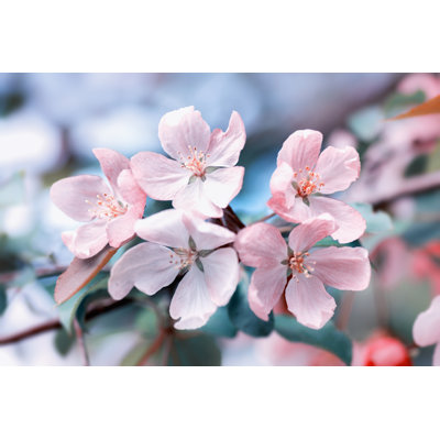 Apple-Tree Flowers 1 Piece Wrapped Canvas Wall Art